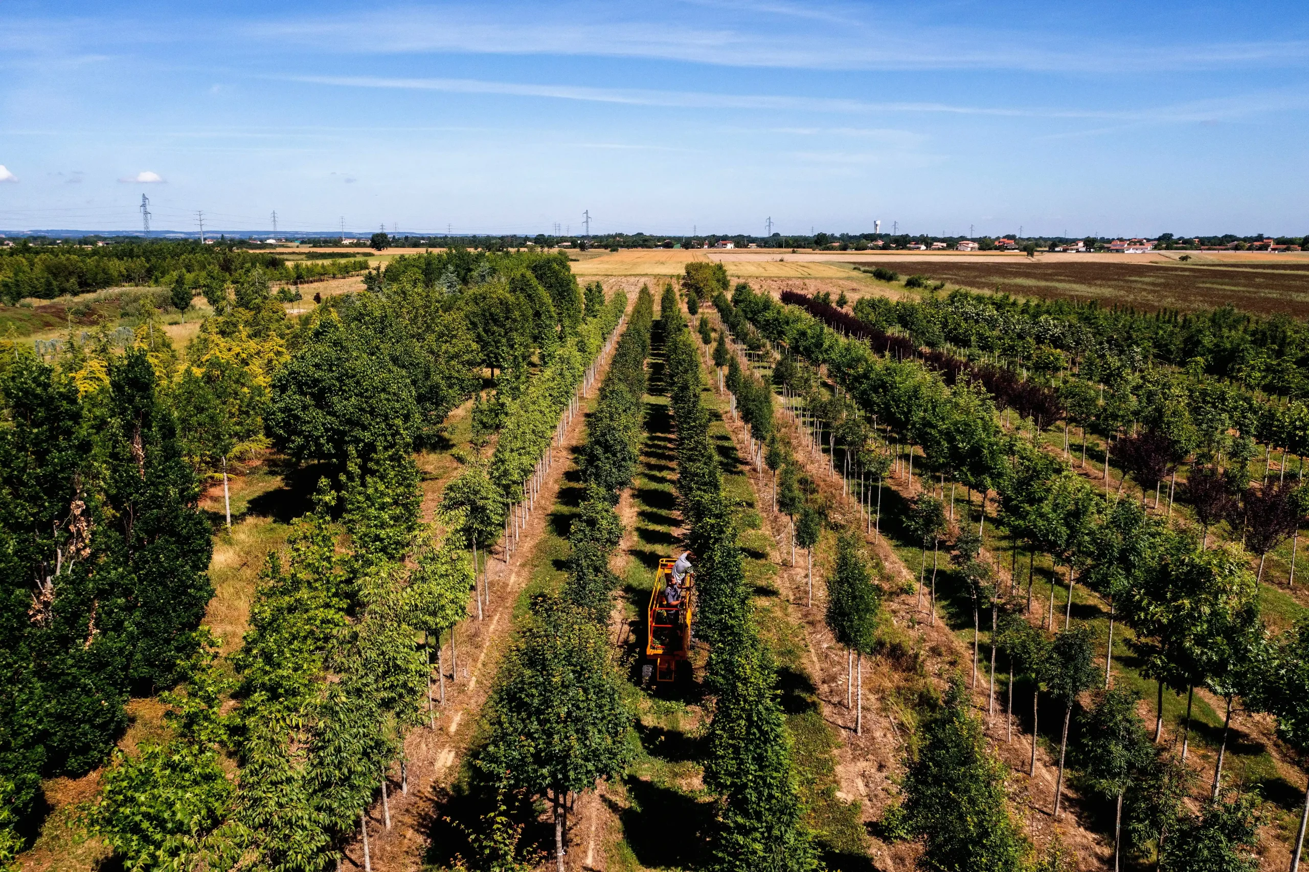 Image d'un champs d'arbres et d'arbustes