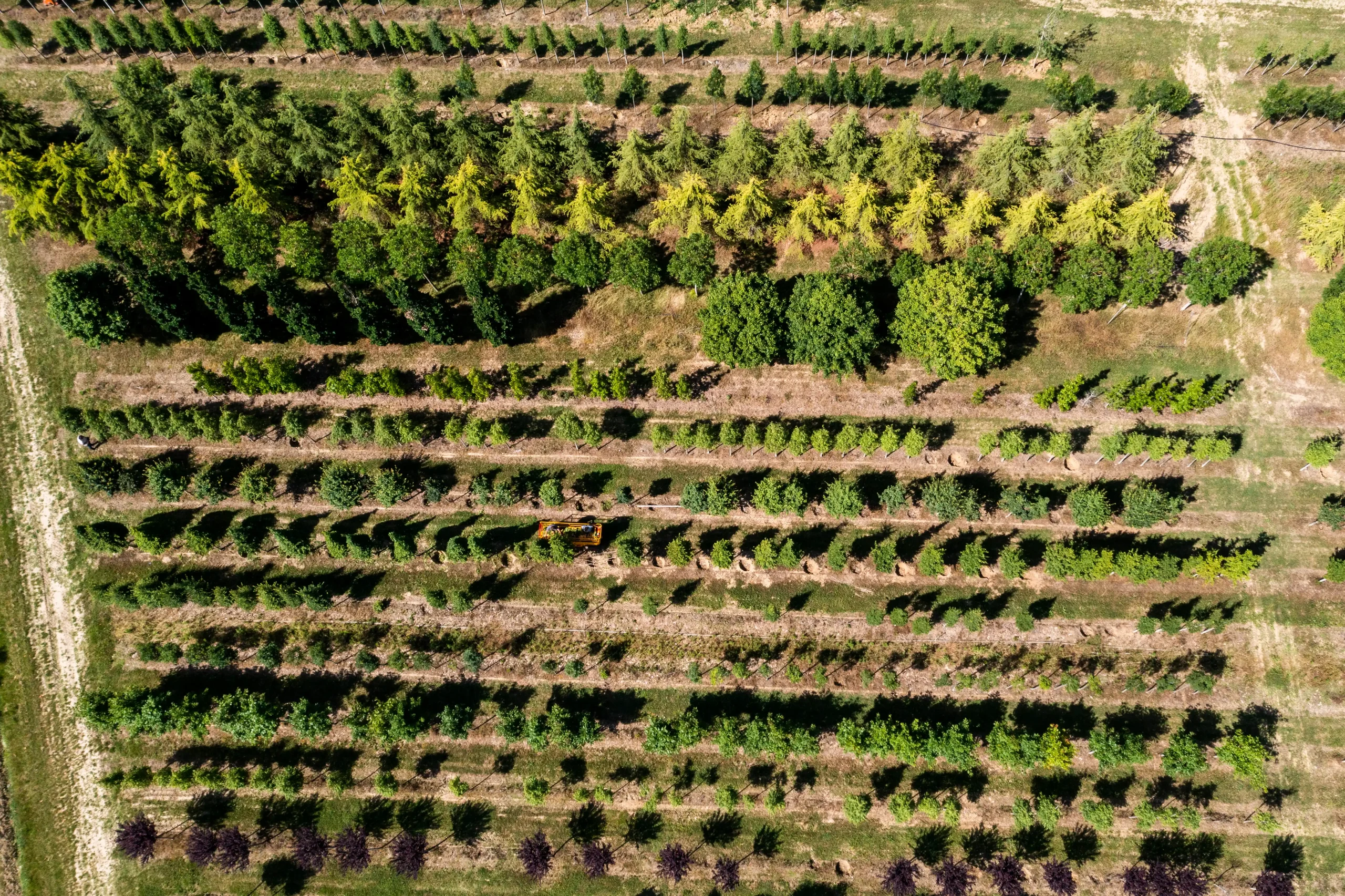 Vue aerienne de plantation arbres