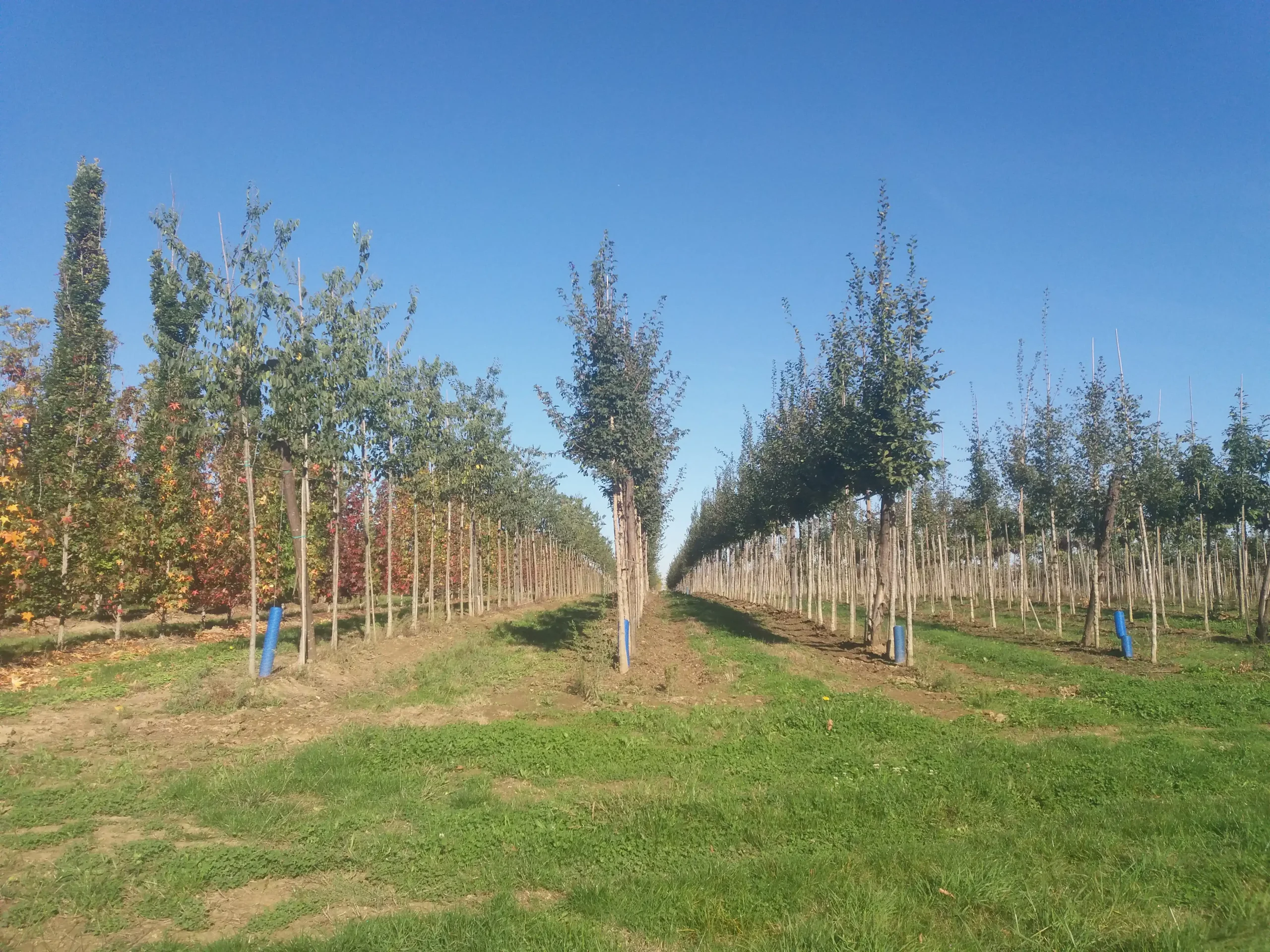 Rangee arbres de qualite