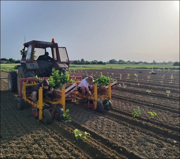 Plantation de jeune plant