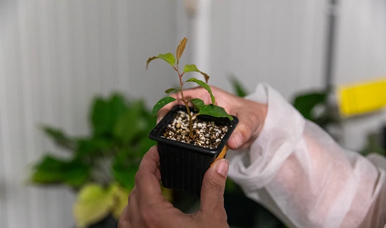 Jeune arbre dans un pot