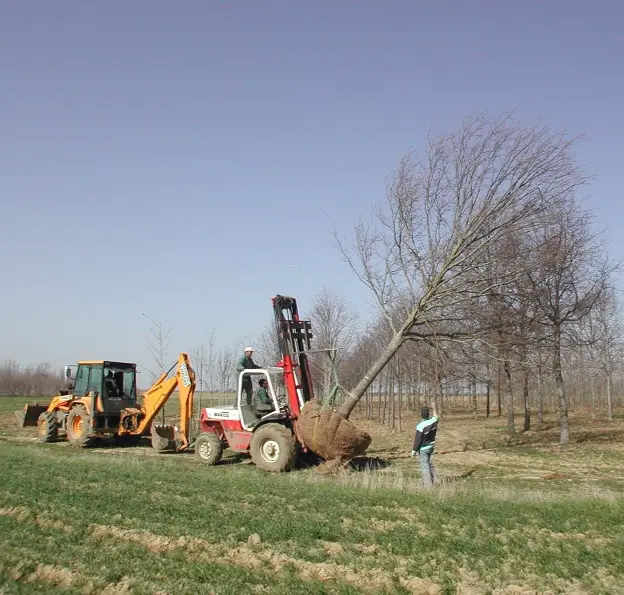 image de pépiniériste qui transport un arbre