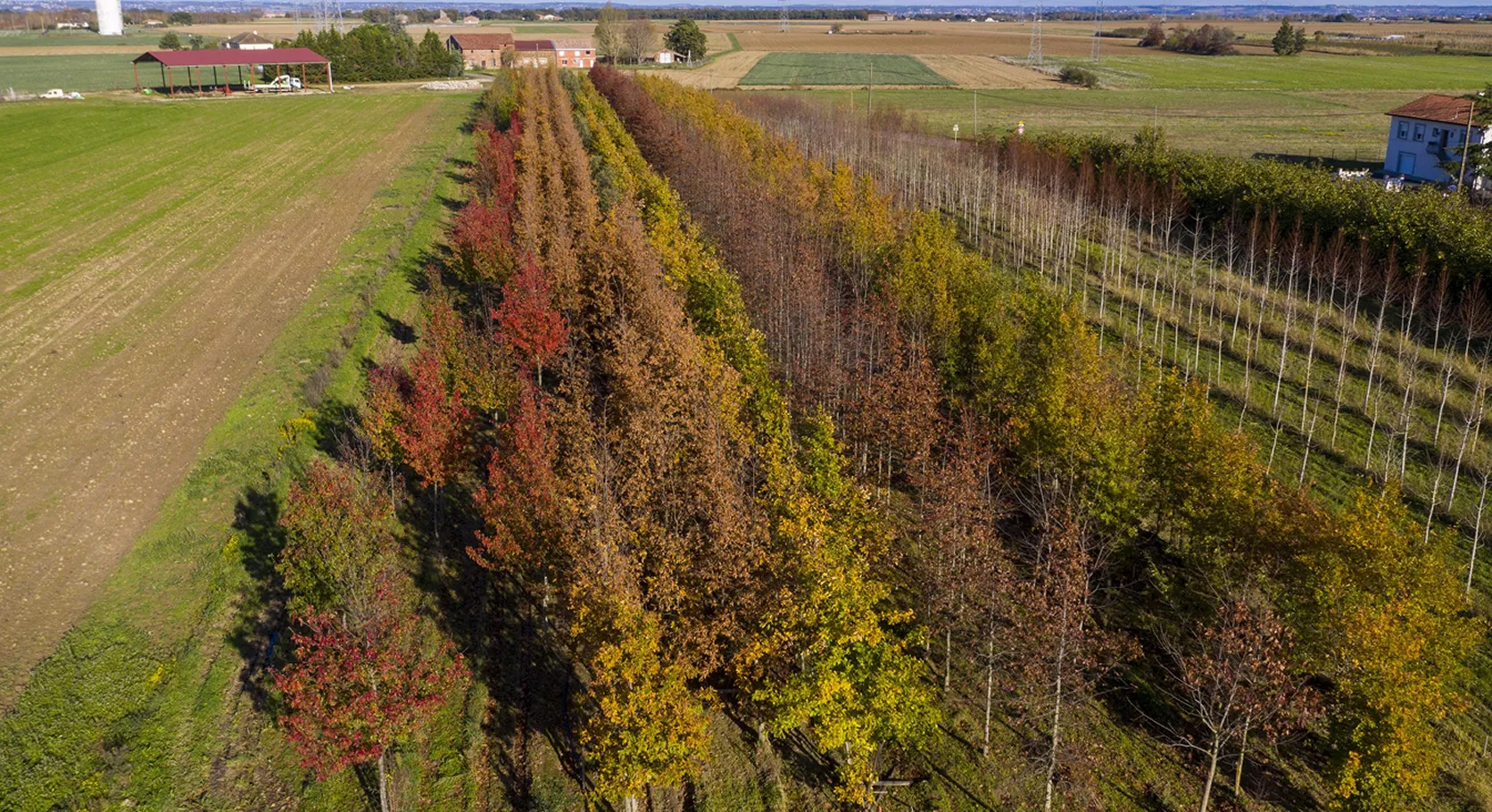 Frame 6-3 rangée d'arbres de saison